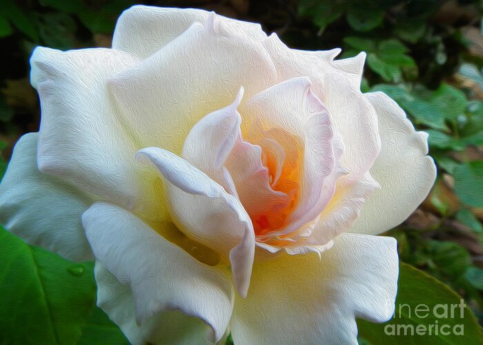 Rose Greeting Card featuring the photograph White Rose Oleo by Stefano Piccini