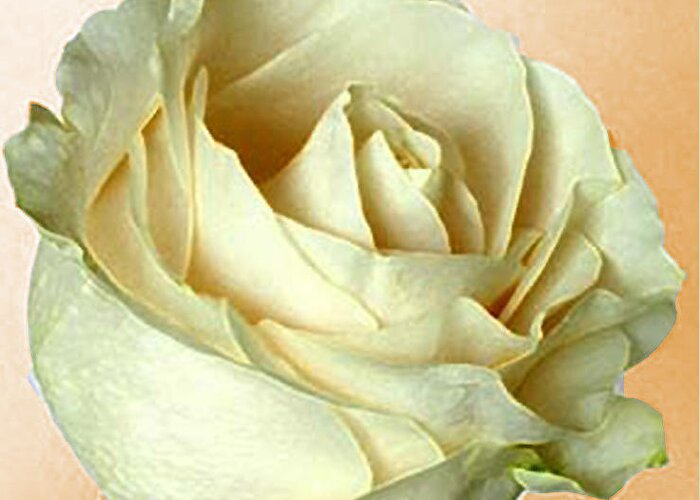 Rose Greeting Card featuring the photograph White Rose on sepia by Nina Silver