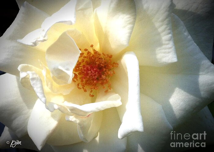 White Rose Greeting Card featuring the photograph White Rose by Phil Mancuso