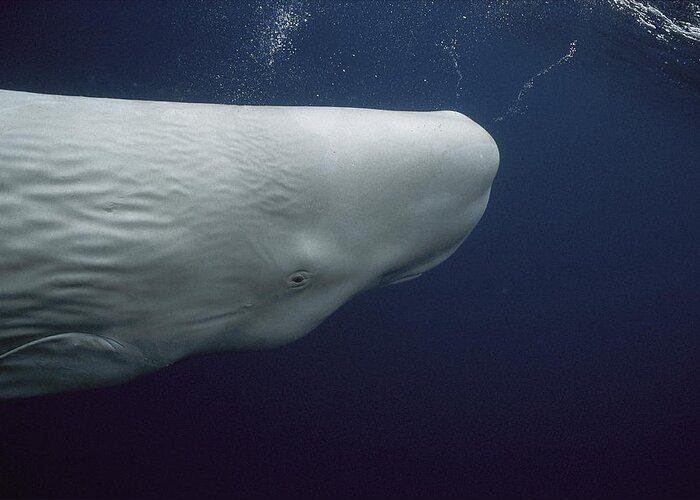 Feb0514 Greeting Card featuring the photograph White Sperm Whale Azores Islands by Hiroya Minakuchi