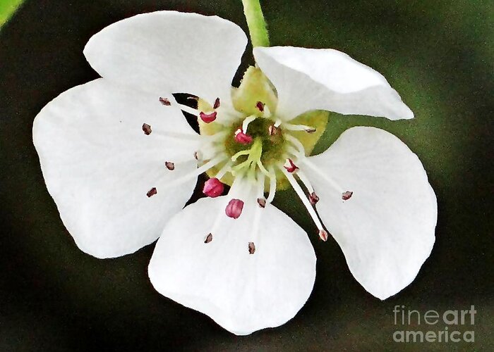 Bloom Greeting Card featuring the photograph White spring bloom by Karin Ravasio