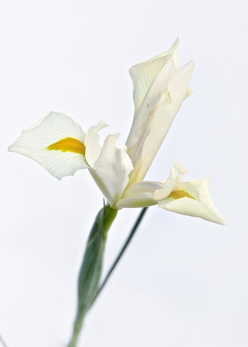 Flower Greeting Card featuring the photograph White Iris on White by Mary Lee Dereske