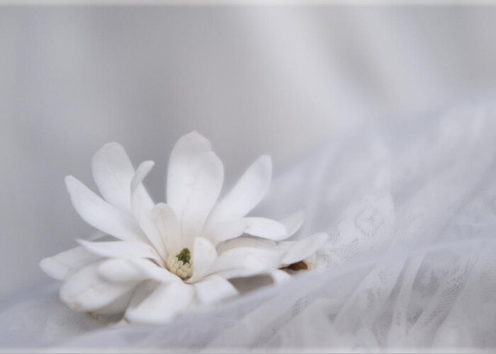Magnolias Greeting Card featuring the photograph White by Stephanie Hollingsworth