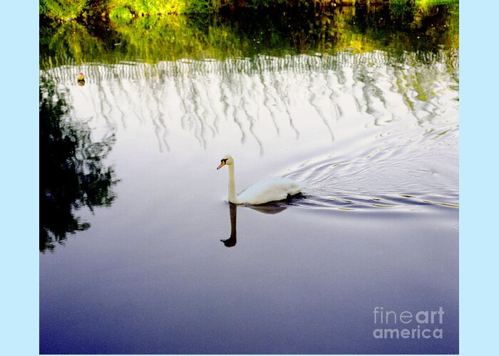 Photography Greeting Card featuring the photograph White swan solitary in colour by Richard Morris