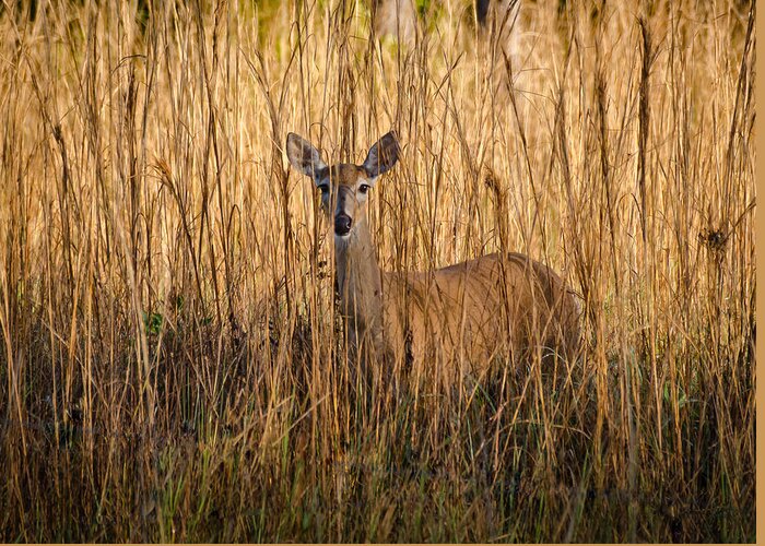 Florida Greeting Card featuring the photograph White Tailed Deer by Bill Martin