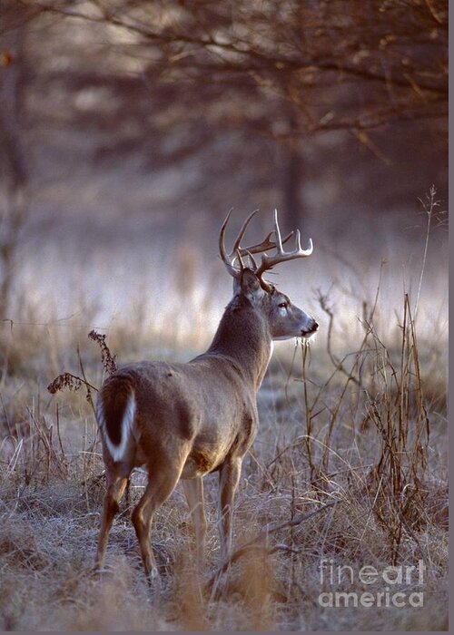 Nature Greeting Card featuring the photograph White-tailed Deer Buck by Jack R Brock