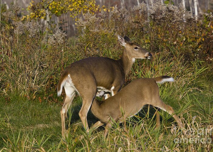 Capreolinae Greeting Card featuring the photograph White-tailed Deer Nursing by Linda Freshwaters Arndt