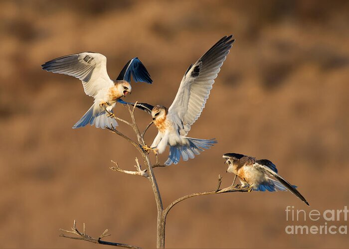 Animal Greeting Card featuring the photograph White-tailed Kite Trio by Anthony Mercieca