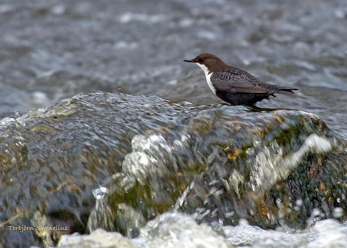 White-throated Dipper Greeting Card featuring the photograph White-throated Dipper by Torbjorn Swenelius
