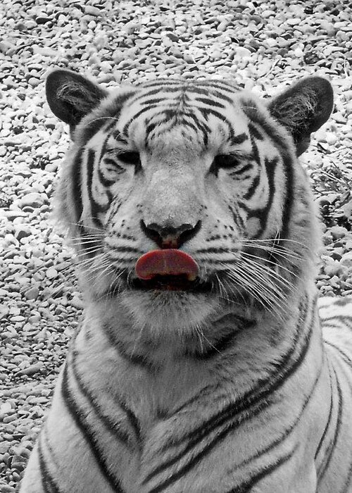 White Greeting Card featuring the photograph White Tiger Lick by Suzy Piatt