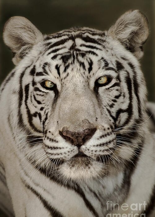 White Tiger Greeting Card featuring the photograph White Tiger Portrait Wildlife Rescue by Dave Welling