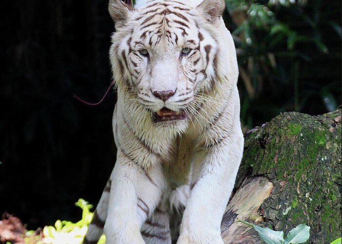 White Tiger Greeting Card featuring the photograph White Tiger by Seng Chye Teo