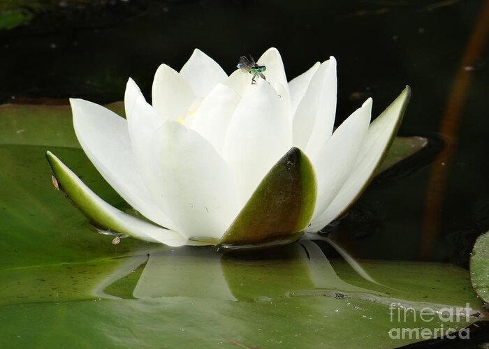 Water Lily Greeting Card featuring the photograph White water lily with blue dragonfly by Karin Ravasio
