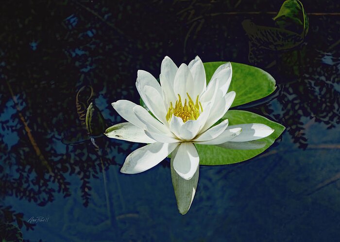 Lily Greeting Card featuring the photograph White Water Lily by Ann Powell