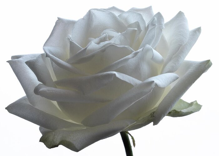 White Flowers Greeting Card featuring the photograph White Wedding Rose. by Terence Davis