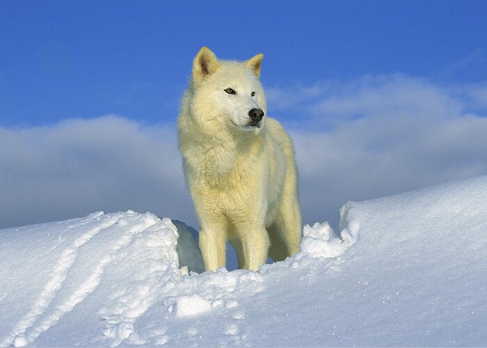 Feb0514 Greeting Card featuring the photograph White Wolf In The Snow Idaho by Tom Vezo