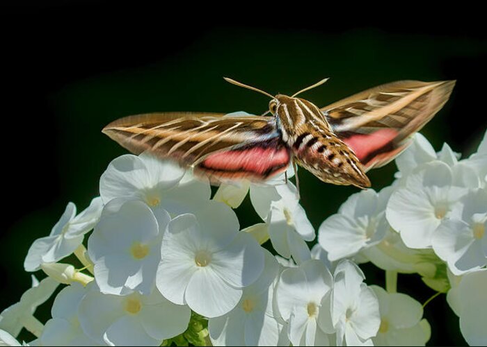 Hummingbird Moth Greeting Card featuring the photograph Whitelined Sphinx Moth - Hawk-moth - Hummingbird Moth by Nikolyn McDonald
