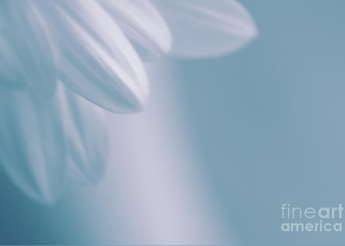 Daisy Greeting Card featuring the photograph Whiteness 02 by Aimelle Ml