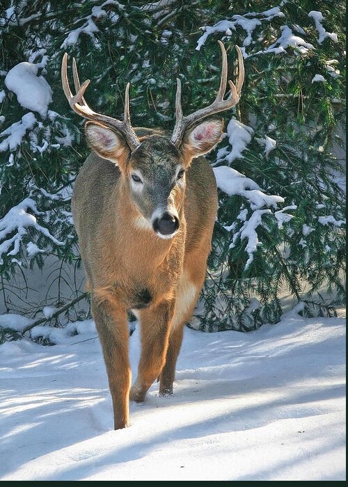 Whitetail Deer Greeting Card featuring the photograph Whitetail Deer Eight Point by Clare VanderVeen