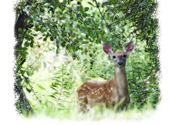 Deer Fawn Whitetail Wildlife Nature Spots Baby Green Greeting Card featuring the photograph Whitetail Fawn by Deborah Johnson