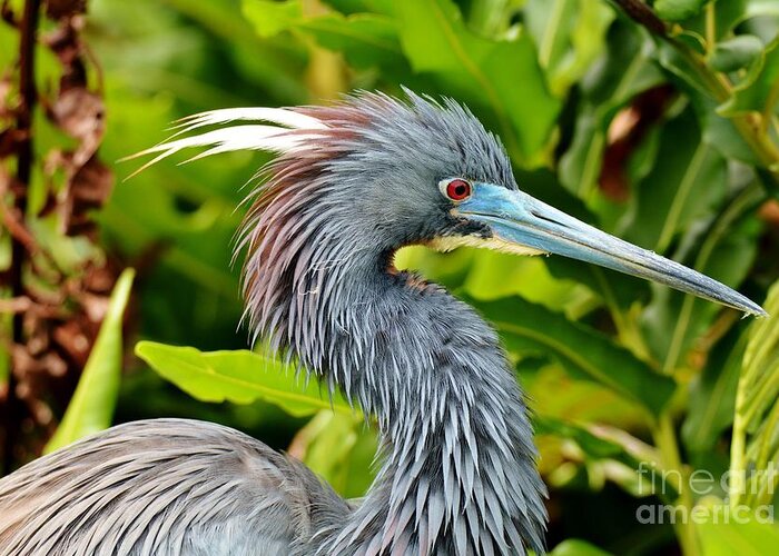 Tri Color Heron Greeting Card featuring the photograph It's all about that color by Julie Adair