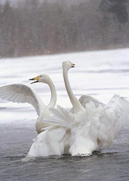 00194635 Greeting Card featuring the photograph Whooper Swans Wintering by Konrad Wothe