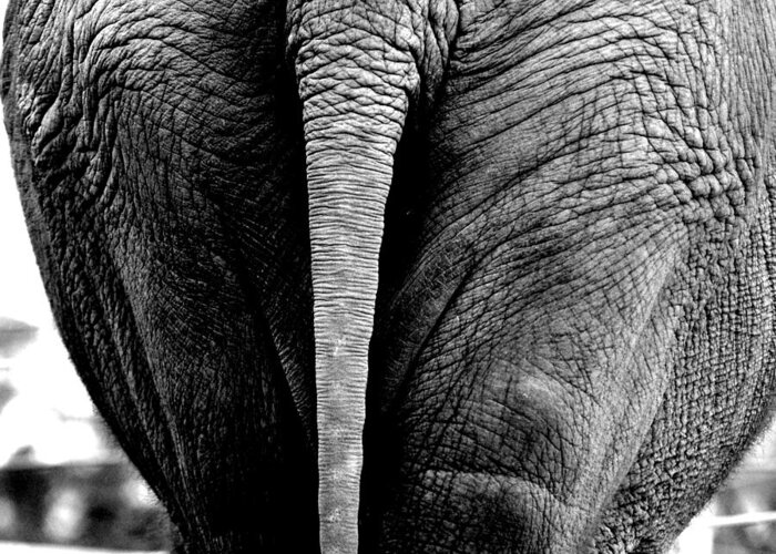 Elephant Greeting Card featuring the photograph Wide Load by Jeremiah John McBride