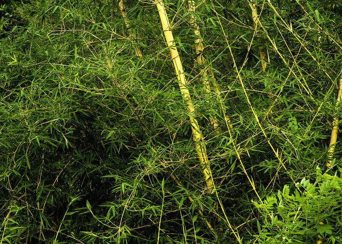 Bamboo Greeting Card featuring the photograph Wild Bamboo by Gina Koch