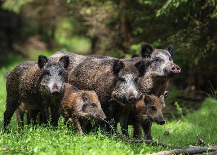 Wildlife Greeting Card featuring the photograph Wild Boar Family by Stefan V??lkel