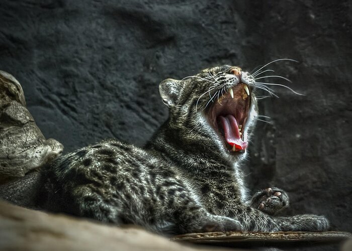 Zoo Greeting Card featuring the photograph Wild Cat by Rick Mosher