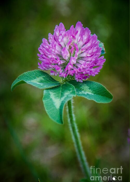 Clover Greeting Card featuring the photograph Wild Clover by Grace Grogan
