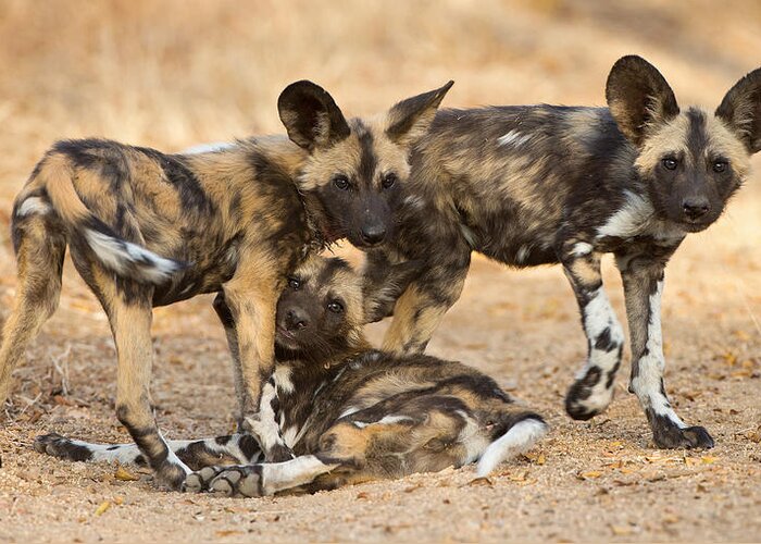African Wild Dog Greeting Card featuring the photograph Wild Dog Pups by Max Waugh