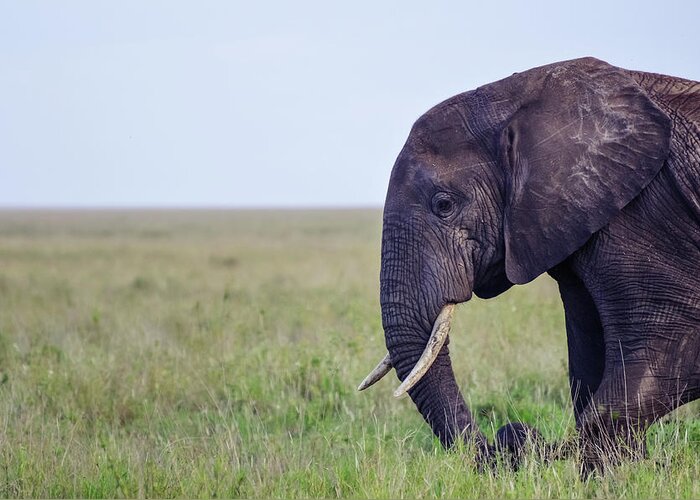 Grass Greeting Card featuring the photograph Wild Elephant Face In Serengeti Plains by Volanthevist