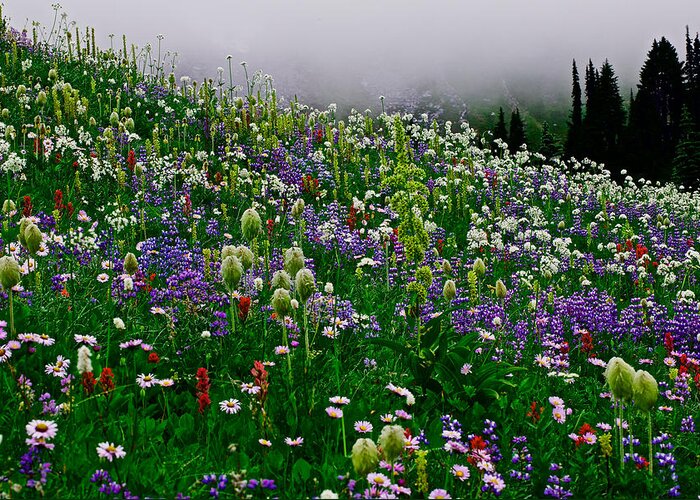 Wild Flower Greeting Card featuring the photograph Wild Flower - Mt.Rainier National Park by Hisao Mogi