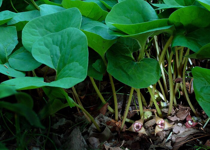 Wild Ginger Greeting Card featuring the photograph Wild Ginger or Asarum canadense by Daniel Reed