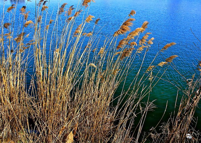 Landscape Greeting Card featuring the photograph Wild Grass by Felix Zapata