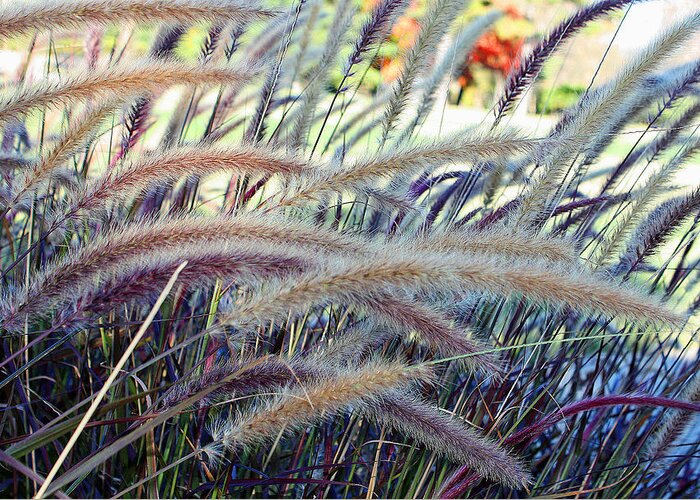 Wild Grasses Greeting Card featuring the photograph Wild Grasses in Autumn by Ellen Tully