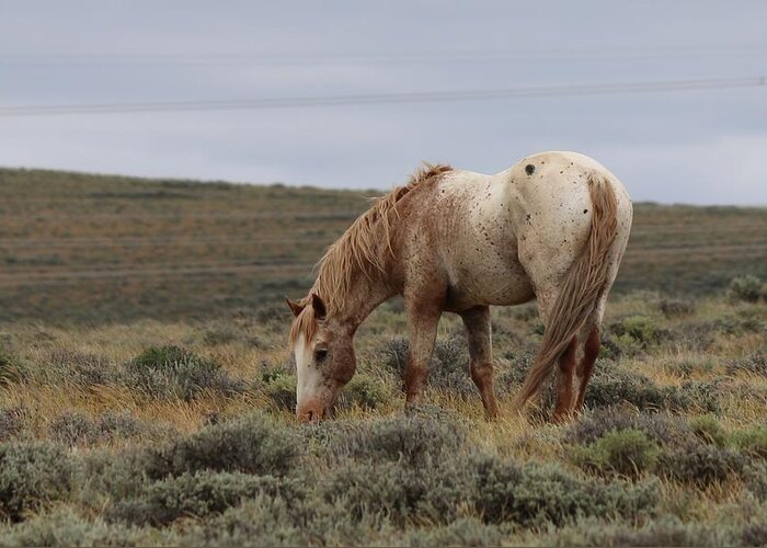 Wild Greeting Card featuring the photograph Wild Horse by Christy Pooschke