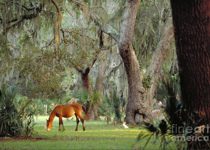 Landscape Greeting Card featuring the photograph Wild Horse on Cumberland Island in Georgia by Art Wolfe