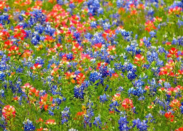 Bluebonnets Greeting Card featuring the photograph Wild In Texas by David Norman