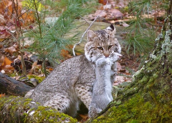 Bobcat Greeting Card featuring the photograph Wild Maine Bobcat by Shelagh Delphyne