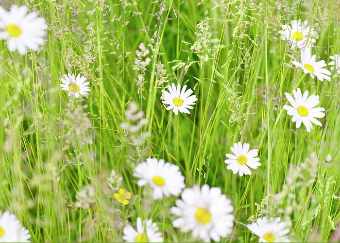 Grass Greeting Card featuring the photograph Wild Marguerites Amongst Long Summer by Kathy Collins