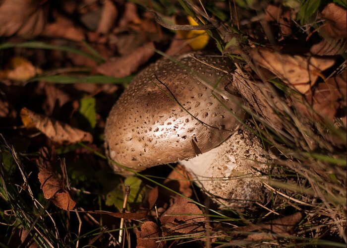 Mushroom Greeting Card featuring the photograph Wild Mushroom by Miguel Winterpacht