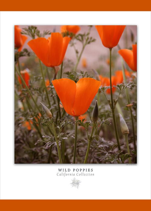 Poppies Greeting Card featuring the photograph Wild Poppies Art Poster - California Collection by Ben and Raisa Gertsberg