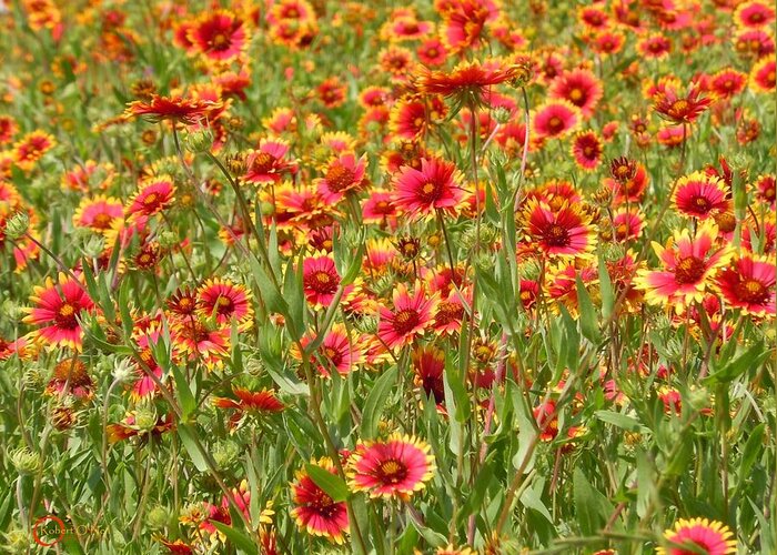 Wild Flower Greeting Card featuring the photograph Wild Red Daisies #1 by Robert ONeil