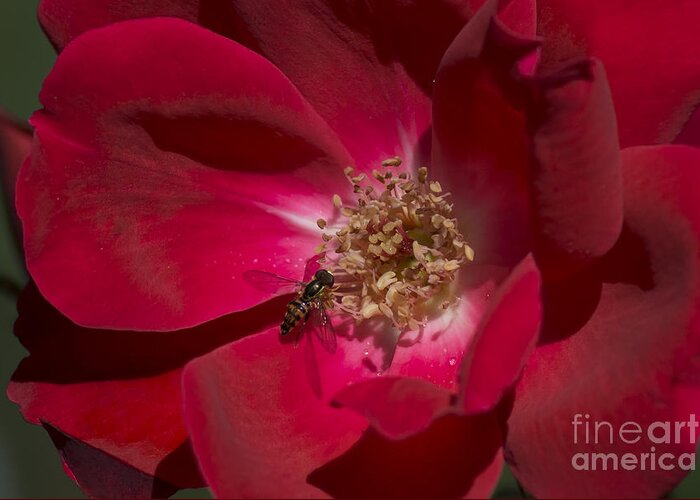 Flickr Explore Image Greeting Card featuring the photograph Wild Rose by Dan Hefle