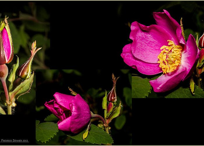 Wild Flowers Greeting Card featuring the photograph Wild Rose by Fred Denner