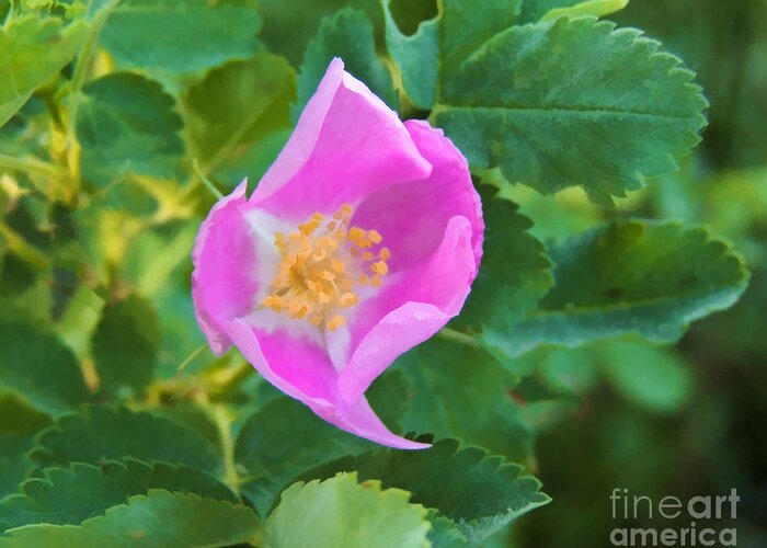 Rose Greeting Card featuring the digital art Wild Rose by L J Oakes