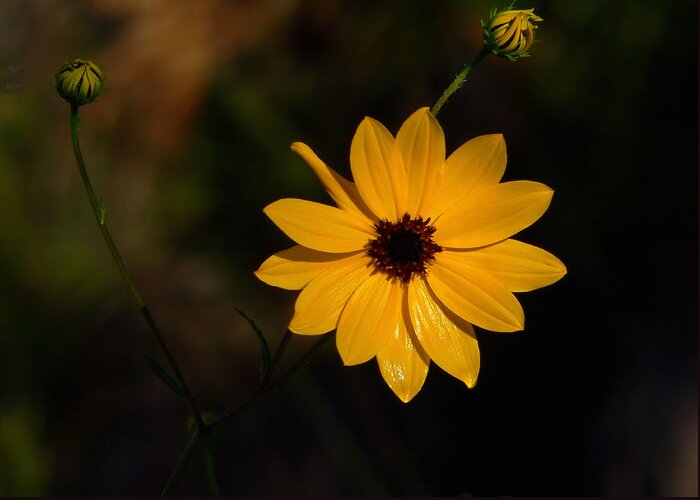 Flower Greeting Card featuring the photograph Wild Sunflower by Rosalie Scanlon