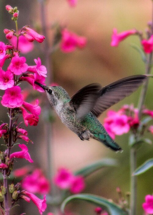 Hummingbird Greeting Card featuring the photograph Wild thing by Tammy Espino